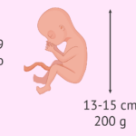 ¿Cuántos meses tiene un trimestre? cuantos-meses-tiene-un-trimestre