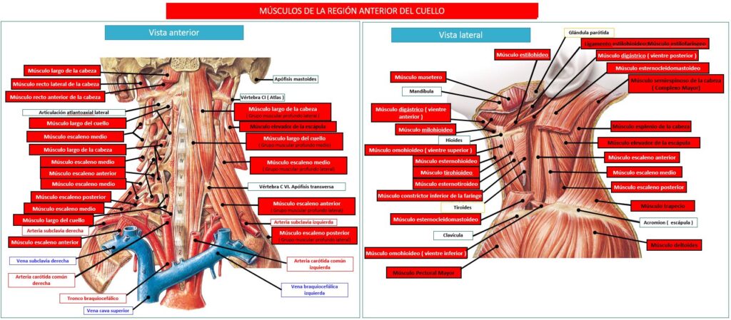 cuantos musculos tiene la lengua