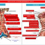 cuantos-musculos-tiene-la-lengua