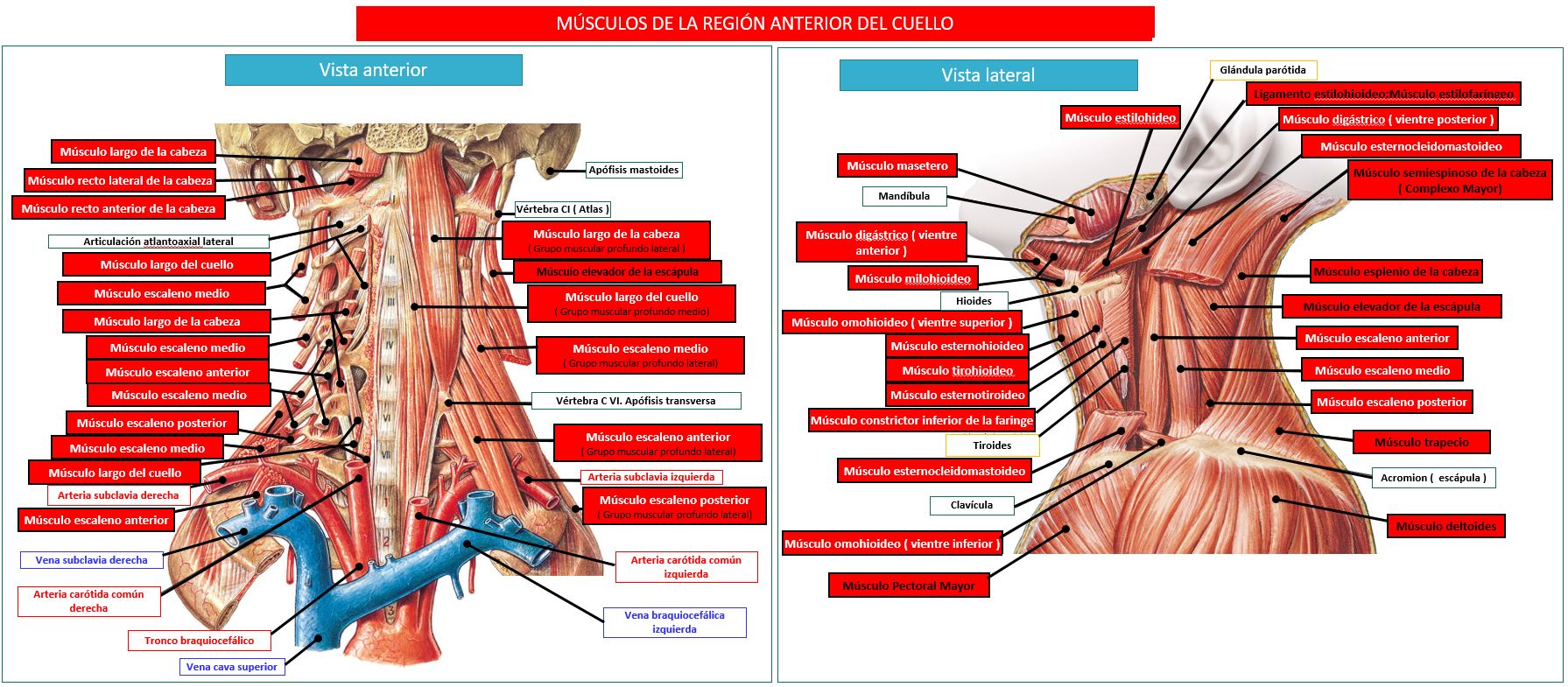 Blog 2 cuantos musculos tiene la lengua