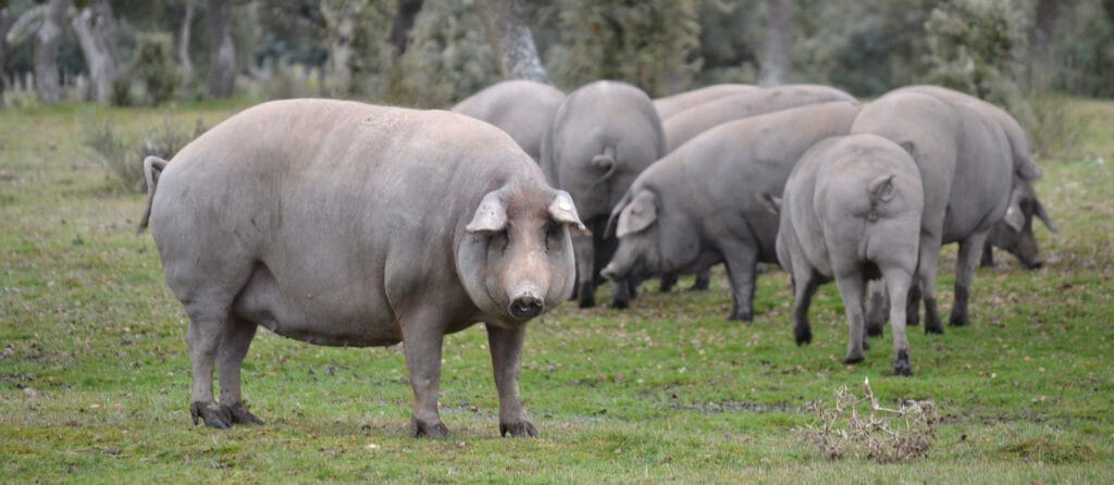 cuantos nombres tiene el cerdo