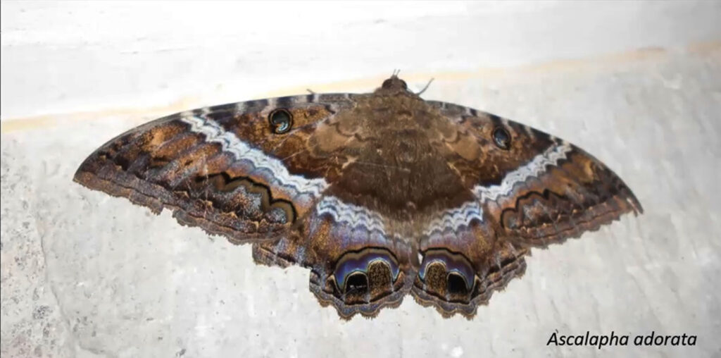 ¿Cuántos ojos tiene una mariposa? 2 cuantos ojos tiene una mariposa