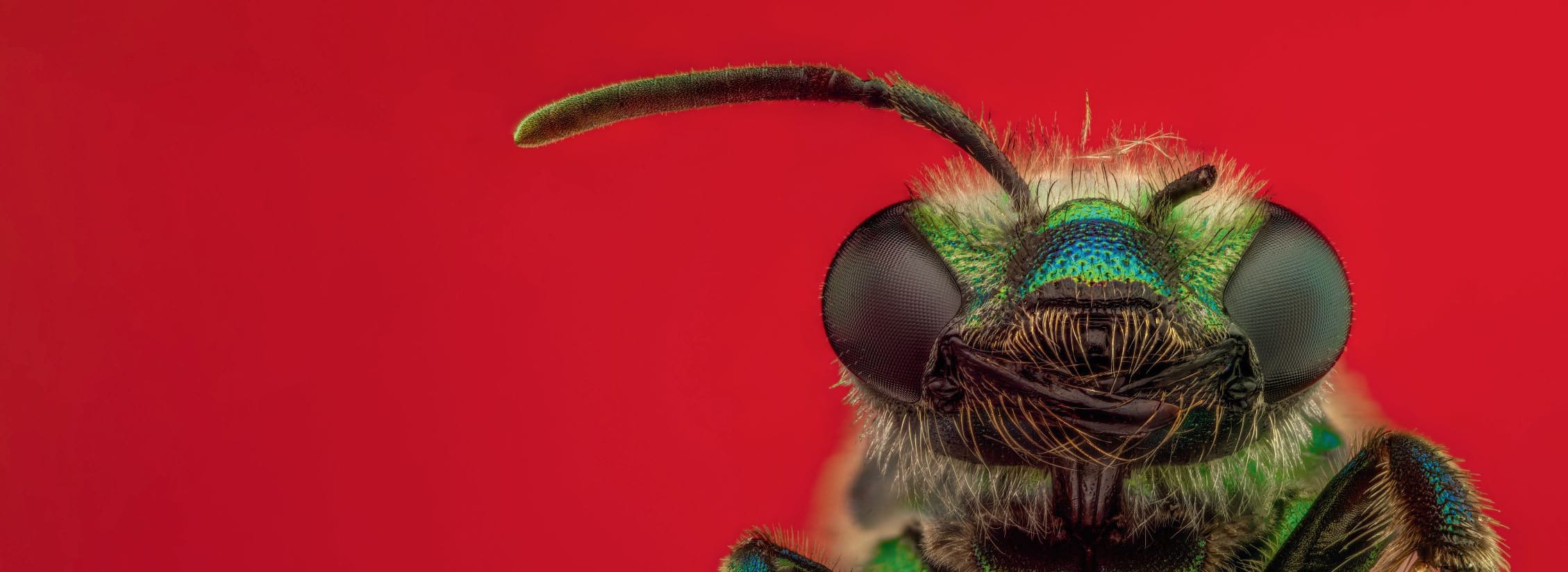 cuantos ojos tienen las abejas