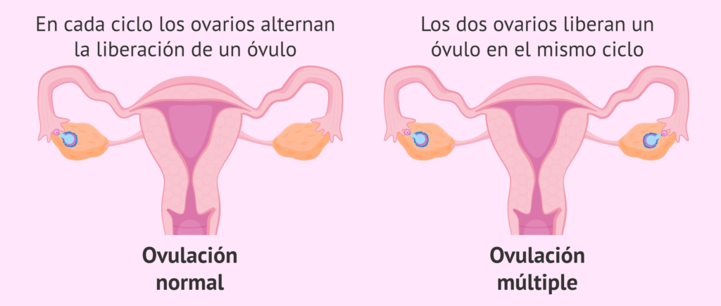 cuantos ovarios tiene una mujer
