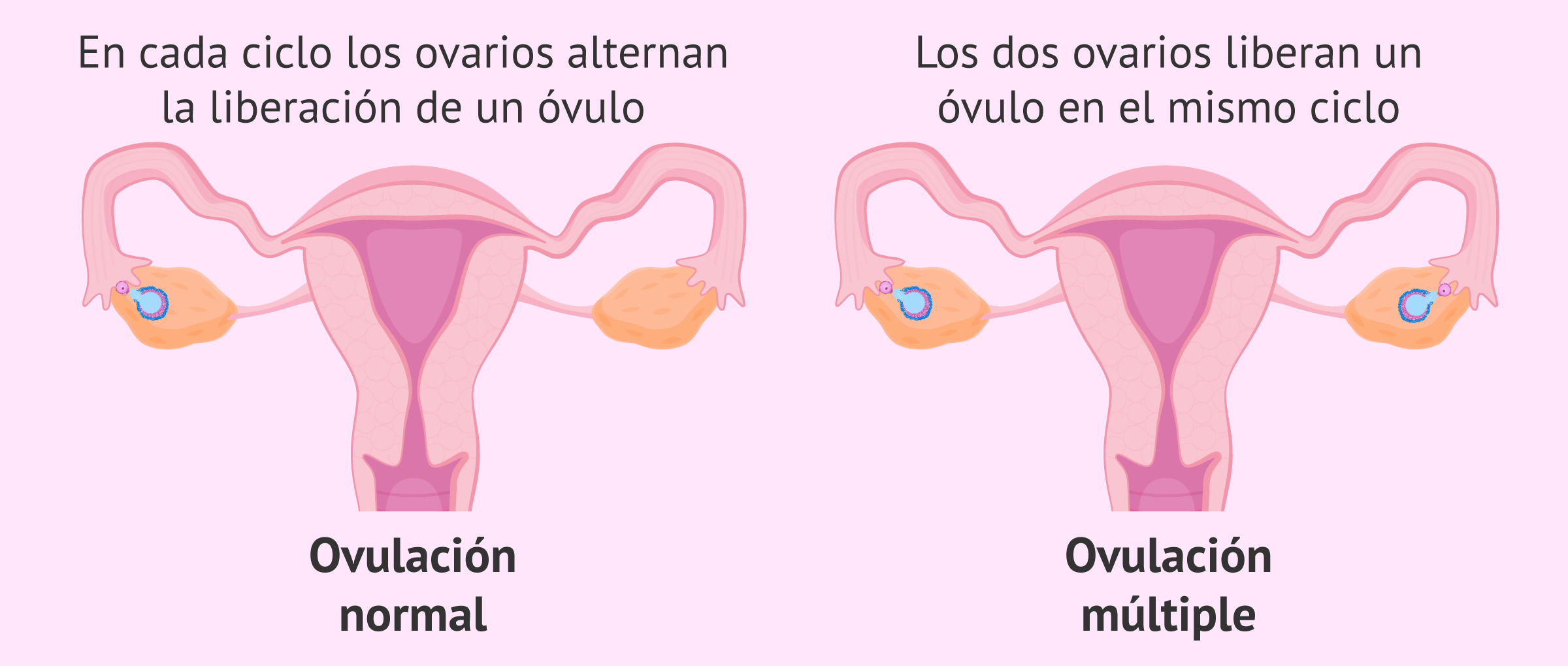 cuantos ovarios tiene una mujer