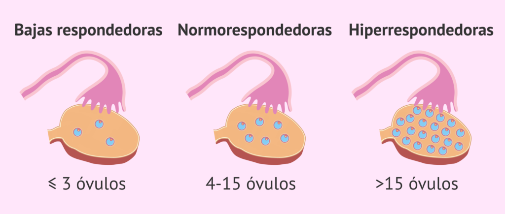 cuantos ovulos produce un ovario