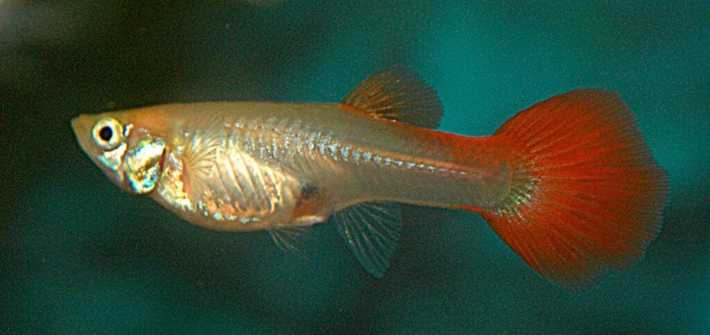 cuantos peces tiene un guppy