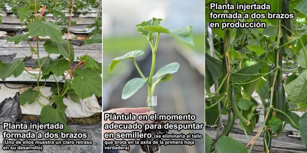 cuantos pepinos da una planta