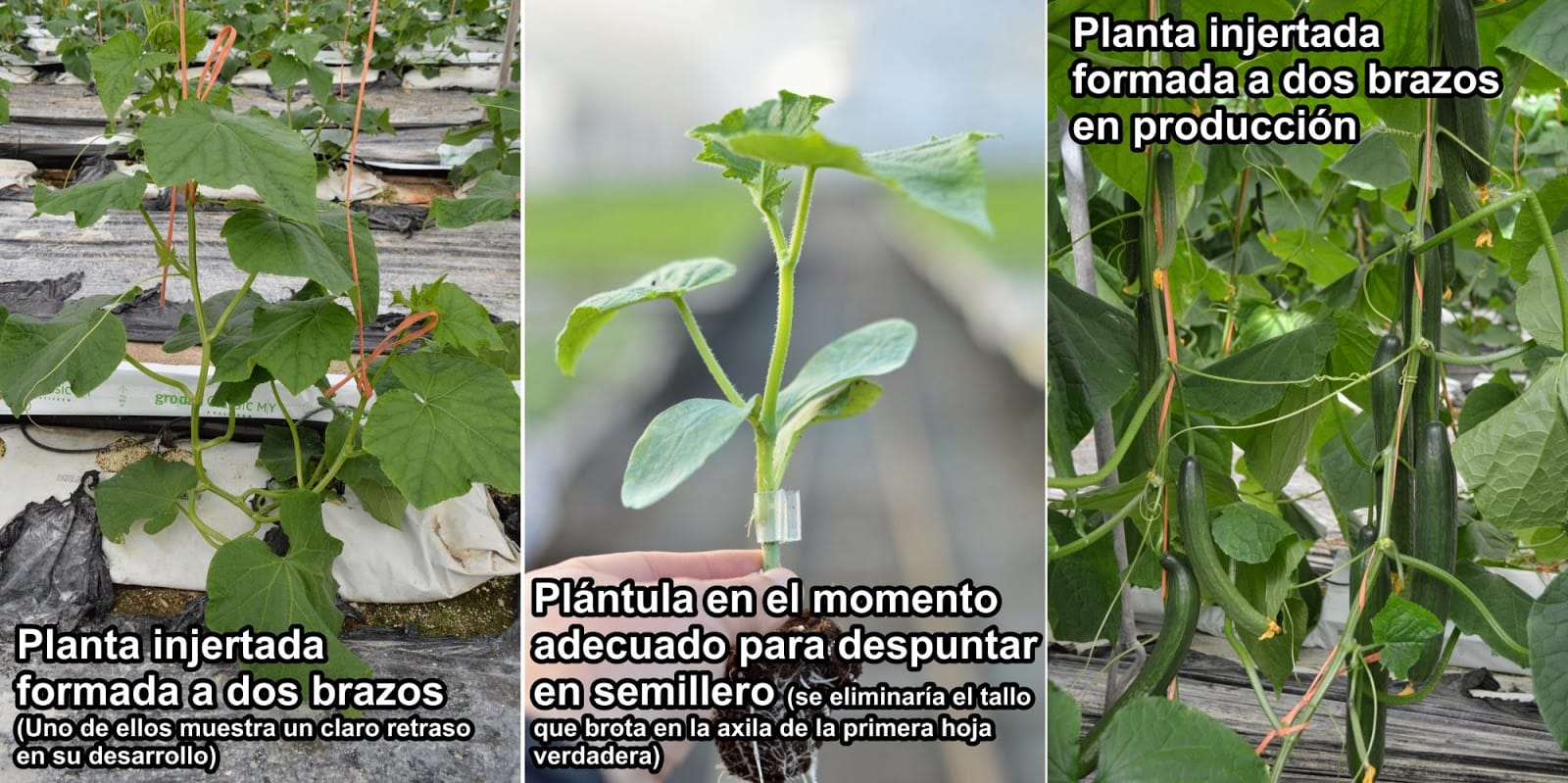 cuantos pepinos da una planta