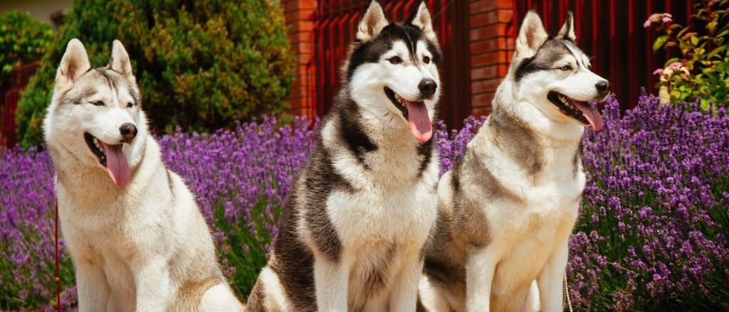 cuantos perros tiene un husky