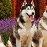 cuantos-perros-tiene-un-husky