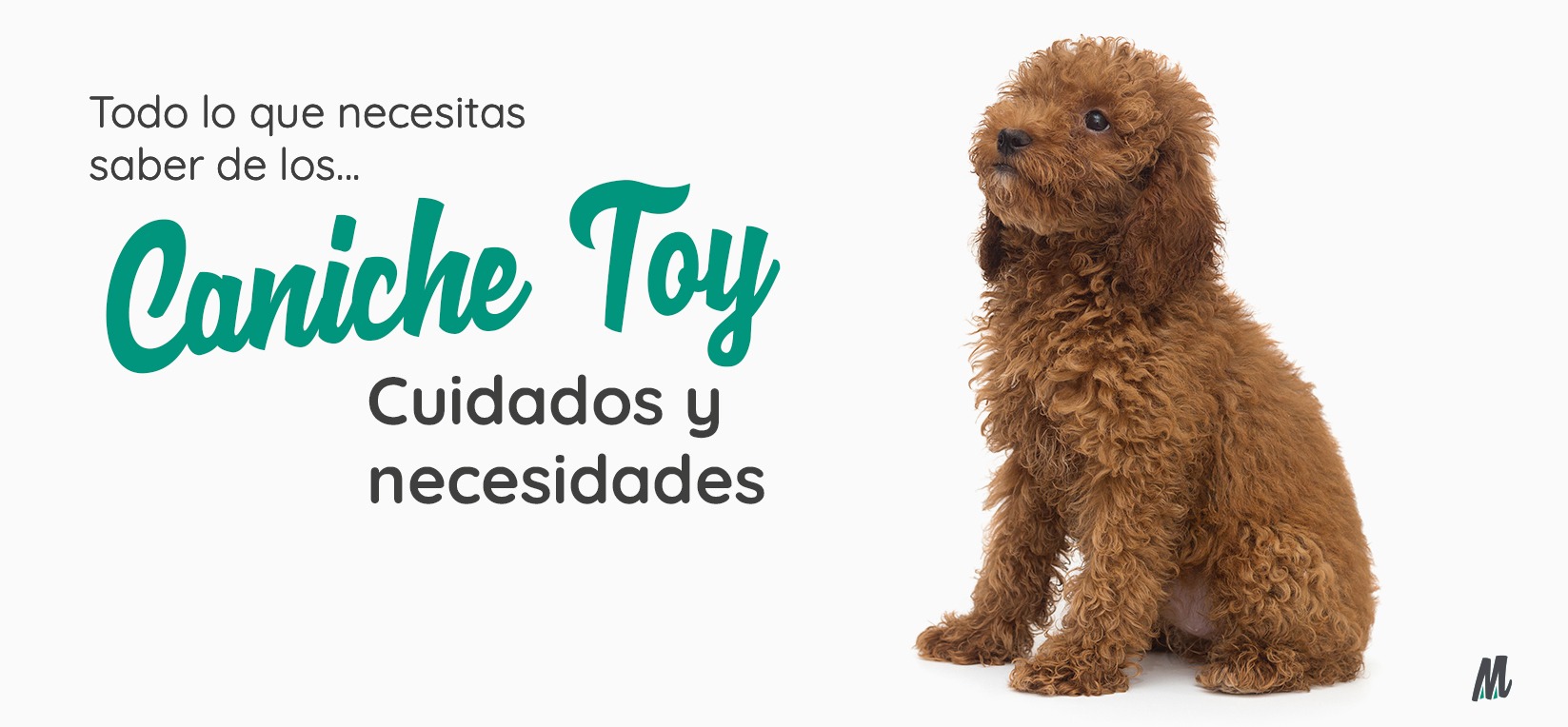 cuantos perros tiene un poodle