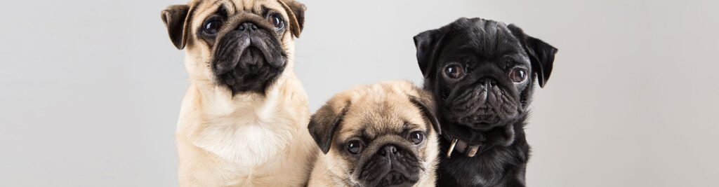 ¿Cuántos perros tiene un pug? 2 cuantos perros tiene un pug