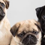 cuantos-perros-tiene-un-pug