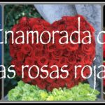 cuantos-petalos-tiene-una-rosa