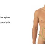 cuantos-planos-anatomicos-hay