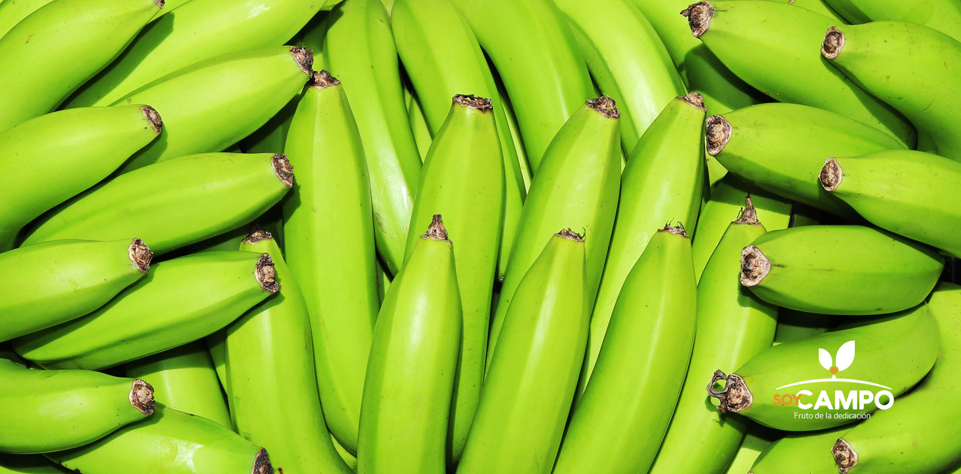 cuantos platanos tiene un kilo