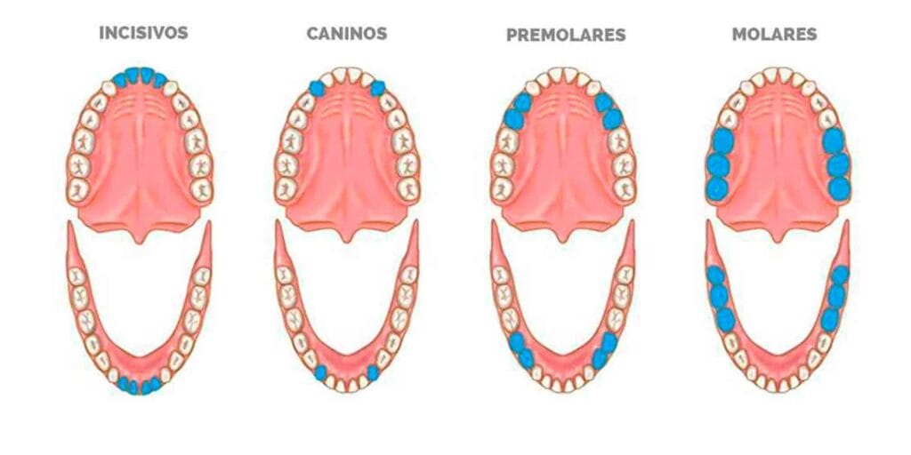 ¿Cuántos premolares tenemos? 2 cuantos premolares tenemos
