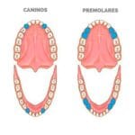 cuantos-premolares-tenemos