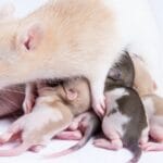 cuantos-ratones-pare-una-rata