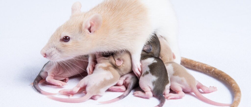cuantos ratones tiene una rata