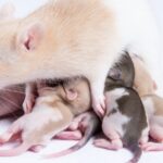 cuantos-ratones-tiene-una-rata