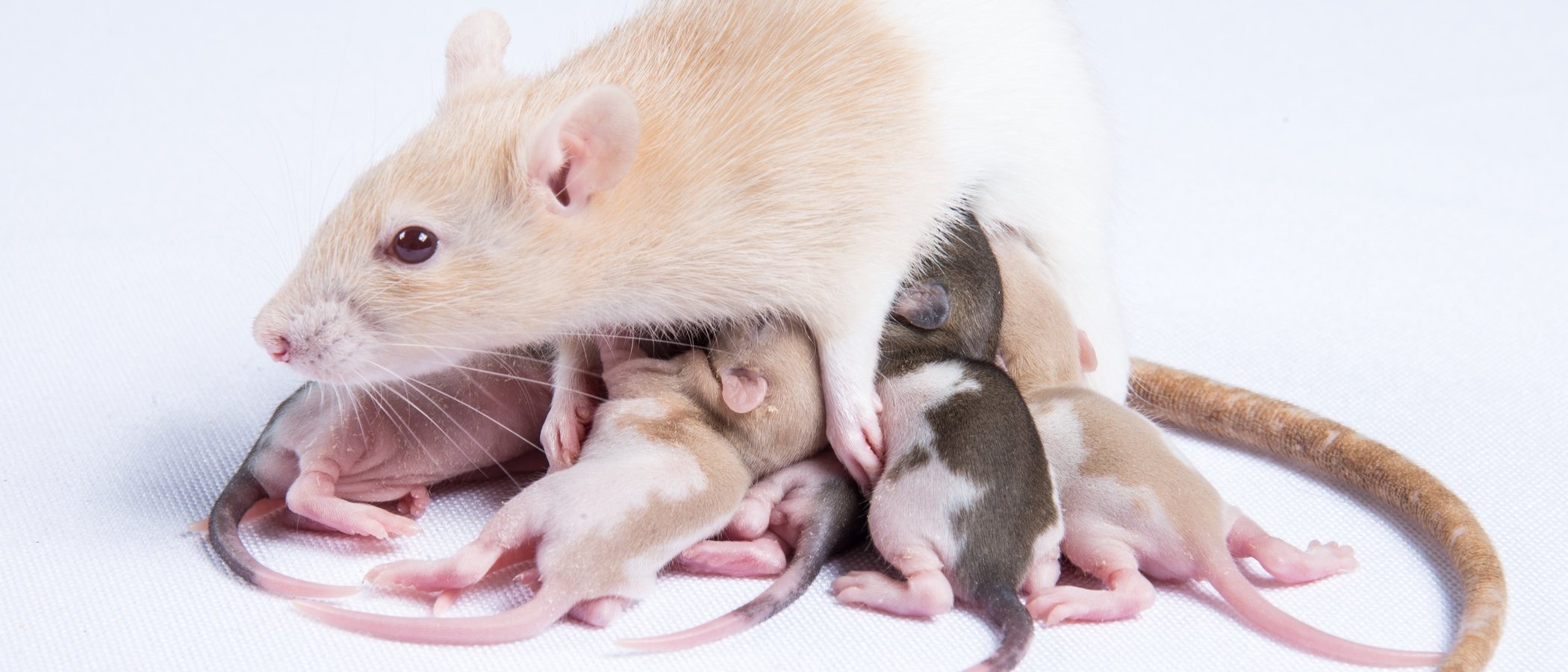 cuantos ratones tiene una rata