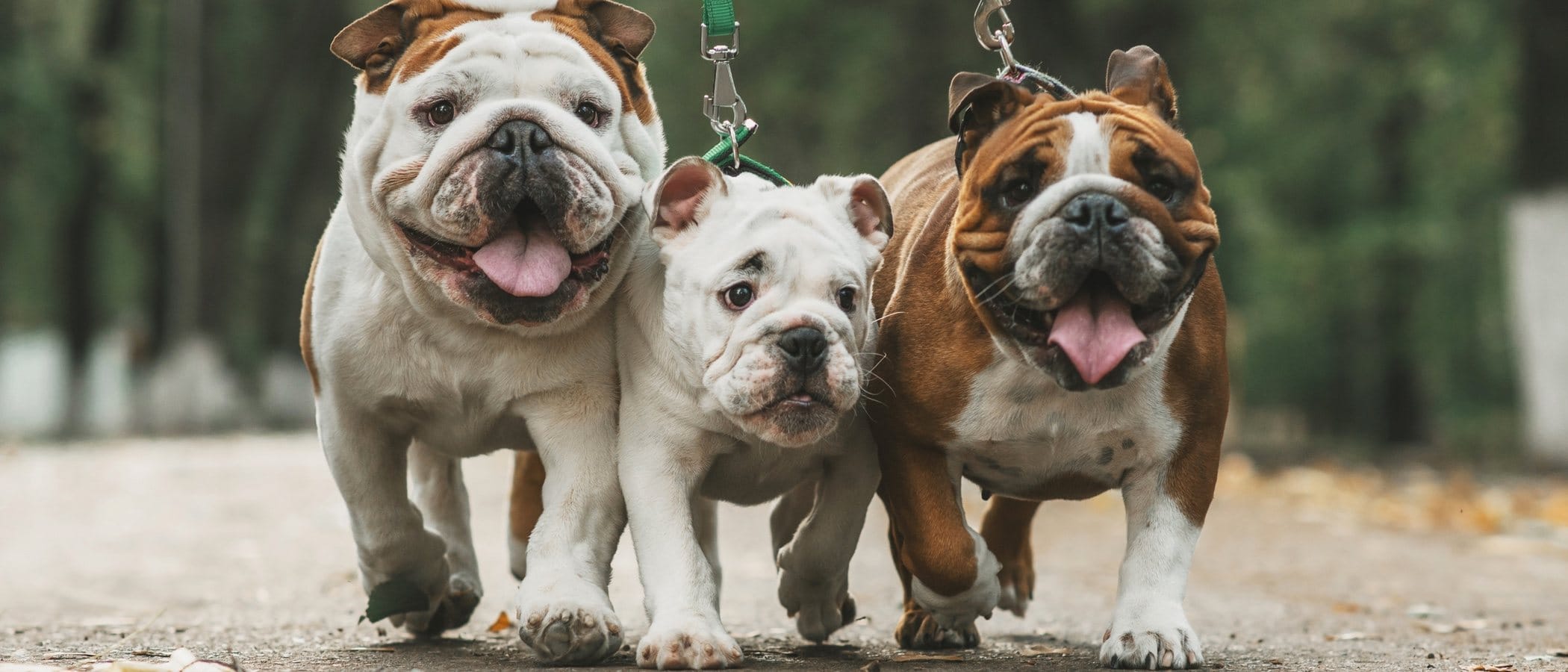 Blog 4 cuantos tipos de bulldog hay