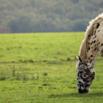 cuantos-tipos-de-caballos-hay