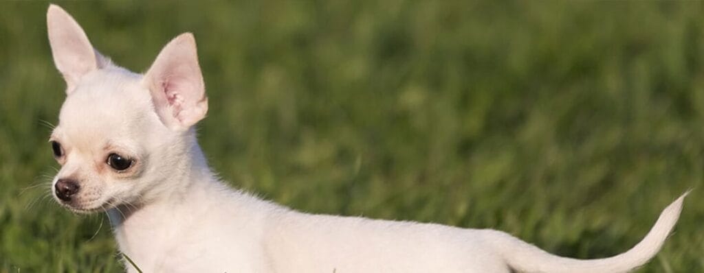 cuantos tipos de chihuahuas hay