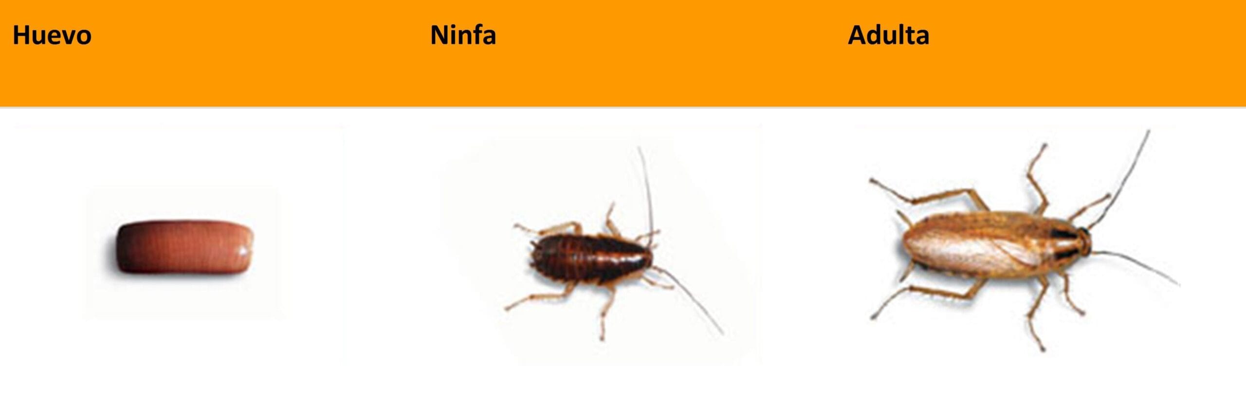 cuantos tipos de cucarachas hay scaled