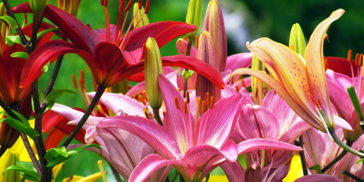 cuantos tipos de flores hay
