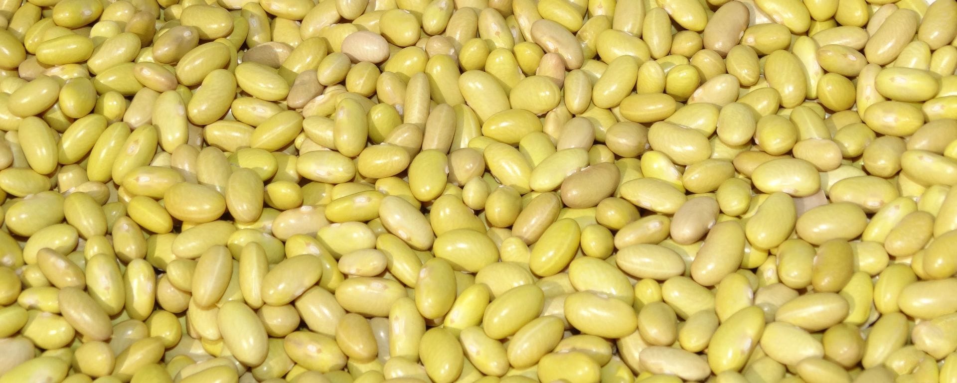 ¿Cuántos tipos de frijol hay?