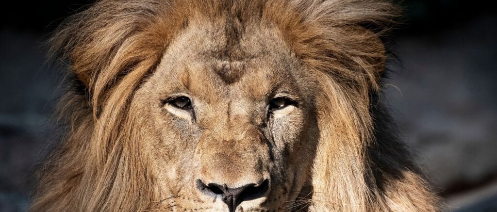 cuantos tipos de leones hay