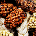 cuantos-tipos-de-maiz-existen