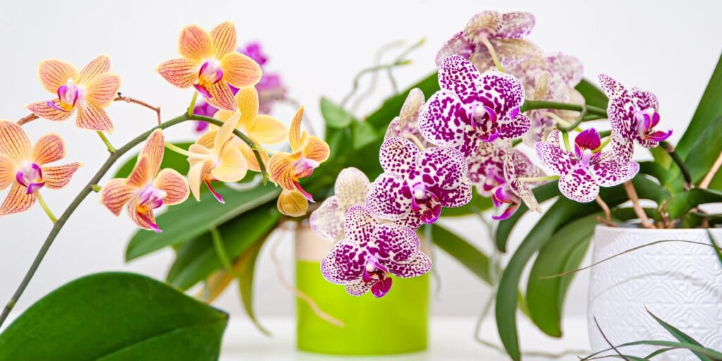 cuantos tipos de orquideas hay