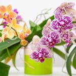 cuantos-tipos-de-orquideas-hay