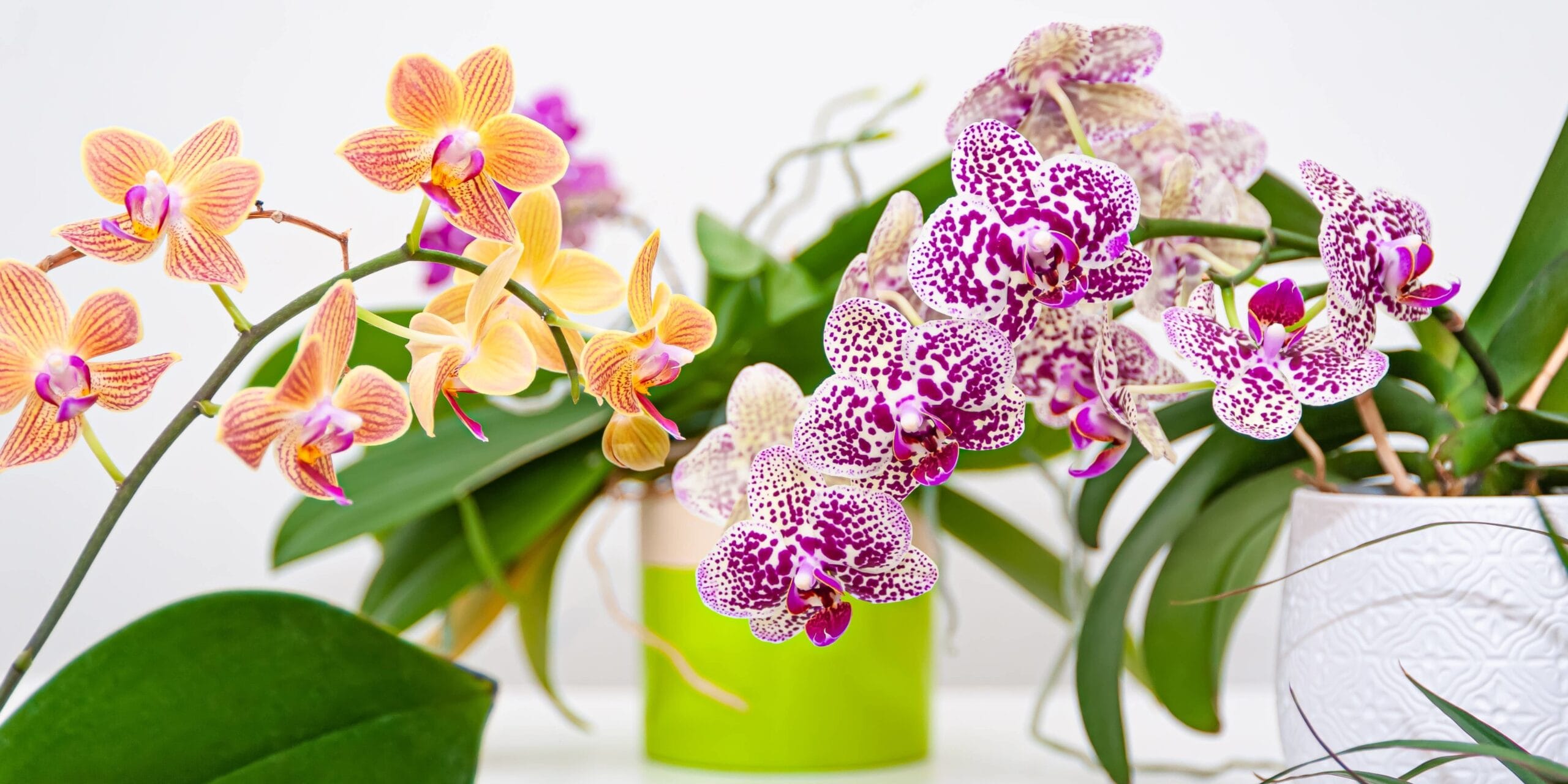 cuantos tipos de orquideas hay scaled