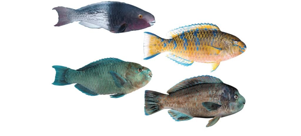 cuantos tipos de peces hay