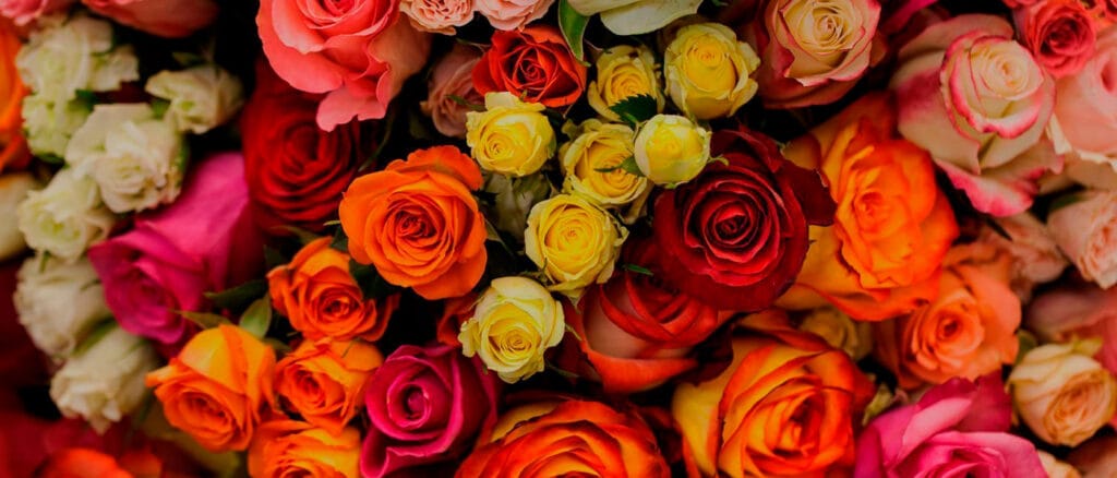 ¿Cuántos tipos de rosas hay? 2 cuantos tipos de rosas hay