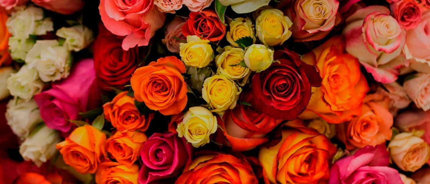 cuantos tipos de rosas hay