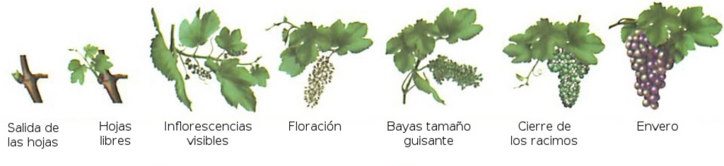 ¿Cuántos tipos de uvas existen? 2 cuantos tipos de uvas existen