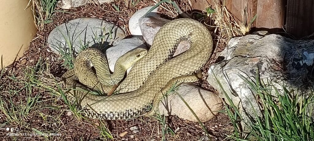 cuantos tipos de viboras hay