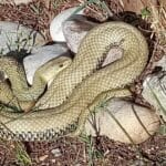 cuantos-tipos-de-viboras-hay
