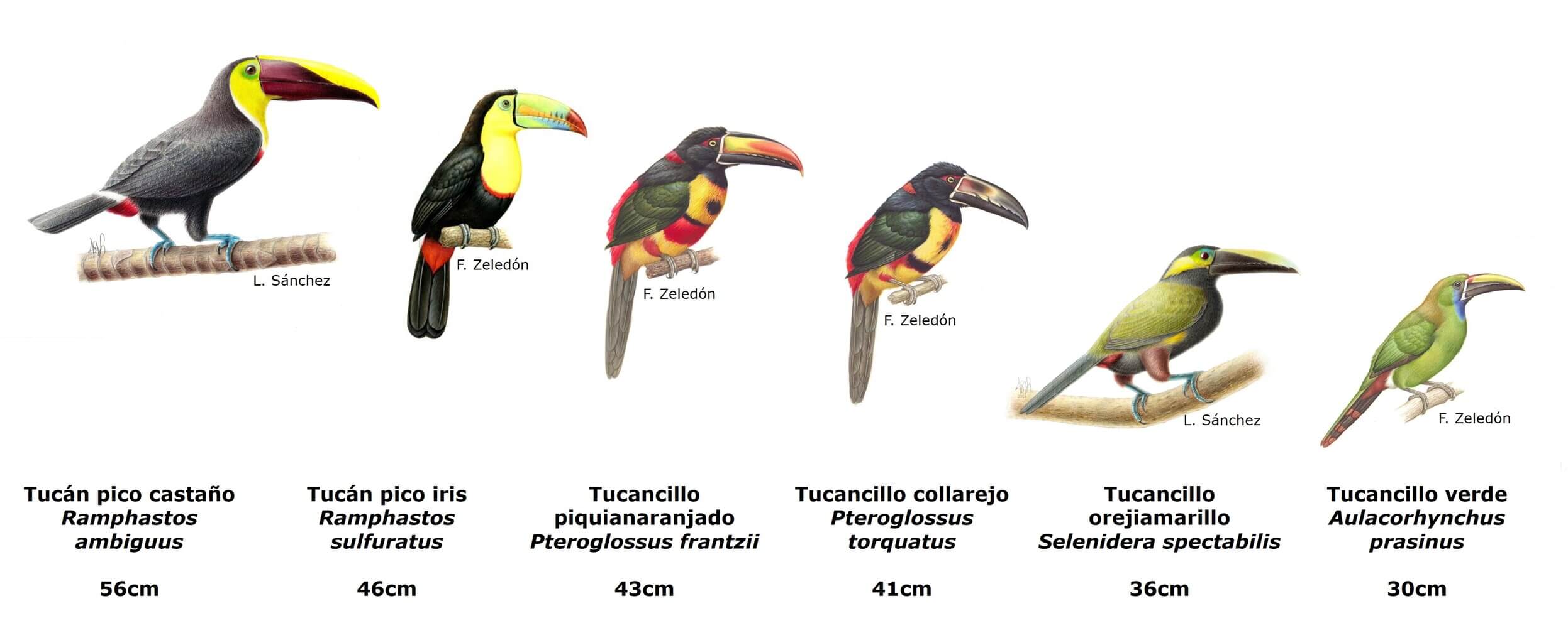 cuantos tucanes hay en