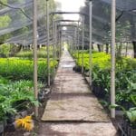 cuantos-viveros-hay-en-mexico