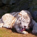 cuantos-zoologicos-hay-en-mexico