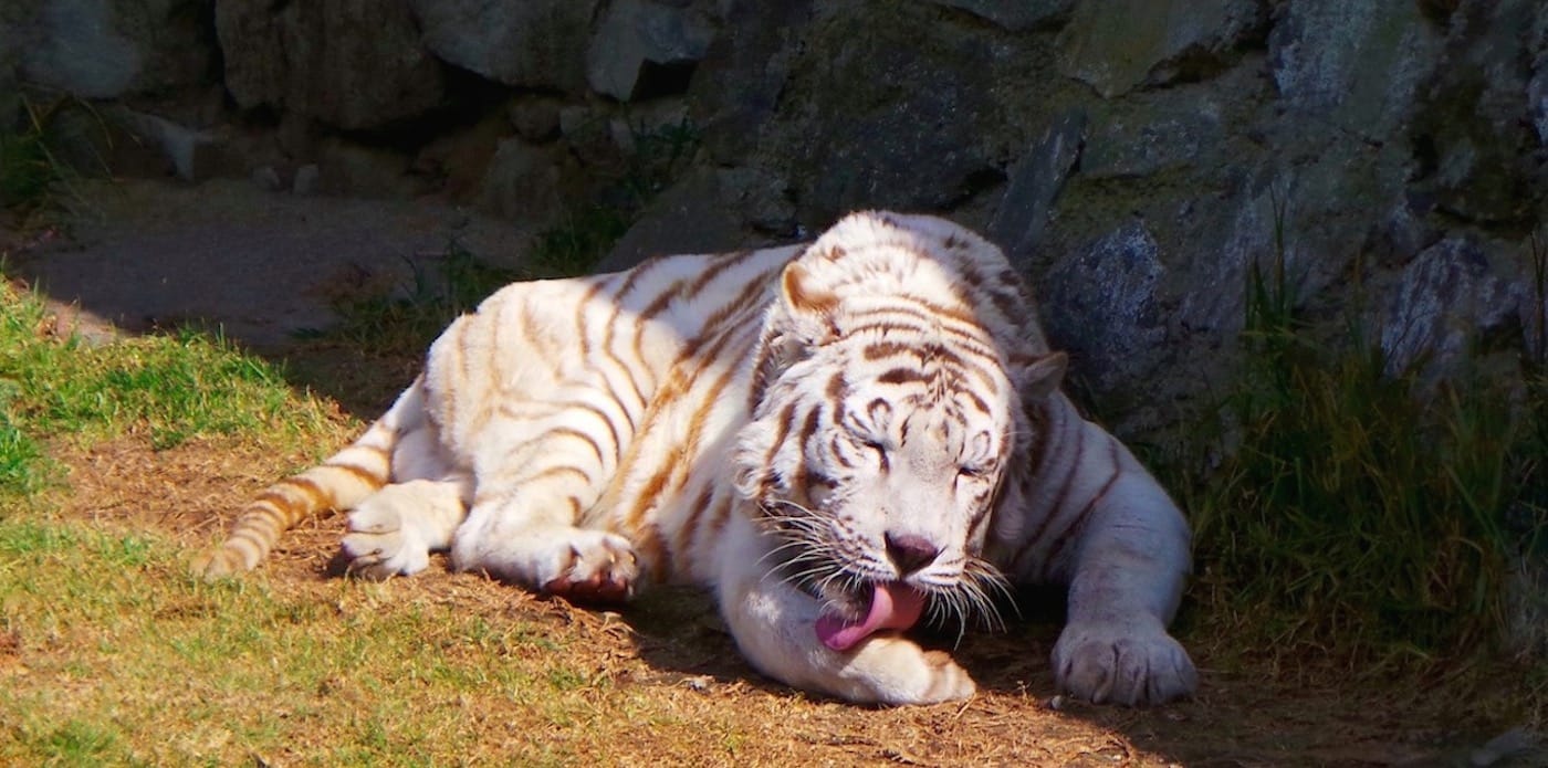 cuantos zoologicos hay en