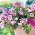 Geranios, ¿cada cuánto se riegan? geranios-cada-cuanto-se-riegan