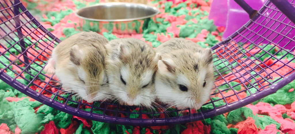hamster roborowski cuanto viven